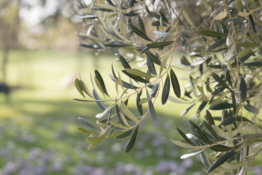 olivier perd ses feuilles en mars